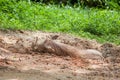 The desert warthog wild pig lying in dirt