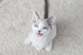 Little devon rex kitten Royalty Free Stock Photo