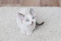 Little devon rex kitten Royalty Free Stock Photo