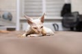 little Devon Rex kitten is playing on the couch