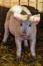 Little dirty curious piglet staring in the shadow