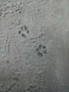 Little dirty footprints were left by a red shepherd dog. Animal tracks. Track. Imprint