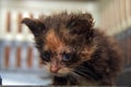 Little dirty kitten with eye disease due to infection Royalty Free Stock Photo