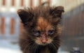 Little dirty kitten with eye disease due to infection Royalty Free Stock Photo