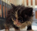 Little dirty kitten with eye disease due to infection Royalty Free Stock Photo