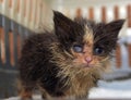 Little dirty kitten with eye disease due to infection Royalty Free Stock Photo