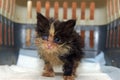 Little dirty kitten with eye disease due to infection Royalty Free Stock Photo