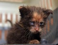 Little dirty kitten with eye disease due to infection Royalty Free Stock Photo