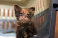 Little dirty kitten with eye disease due to infection Royalty Free Stock Photo