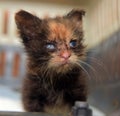 Little dirty kitten with eye disease due to infection Royalty Free Stock Photo