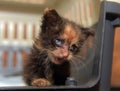 Little dirty kitten with eye disease due to infection Royalty Free Stock Photo