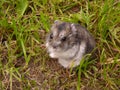 Little djungarian Hamster Royalty Free Stock Photo