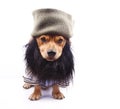Little dog Royalty Free Stock Photo