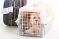 Little dog in the airline cargo pet carrier Royalty Free Stock Photo