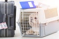Little dog in the airline cargo pet carrier Royalty Free Stock Photo