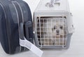 Little dog in the airline cargo pet carrier Royalty Free Stock Photo