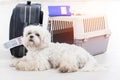 Little dog and the airline cargo pet carrier Royalty Free Stock Photo