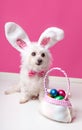 Little dog with a bag of chocolate easter eggs Royalty Free Stock Photo