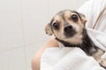 Little dog after bathing in a towel looks frightened