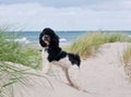 Little dog at beach