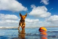 Little dog at the beach playing with a ball in the water Royalty Free Stock Photo