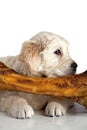 Little dog and big bone. Royalty Free Stock Photo