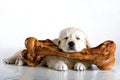 Little dog and big bone. Royalty Free Stock Photo