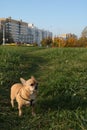 Little dog in the big city