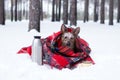Little dog with big ears wrapped in red checkered plaid on a snow. Royalty Free Stock Photo