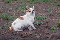 Little dog breed Pekingese  in the garden Royalty Free Stock Photo