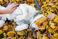 The little dog of breeds an Estonian hound lying on an autumn leafs and children`s hand caress its_