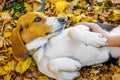 The little dog of breeds an Estonian hound lying on an autumn leafs and children`s hand caress its_