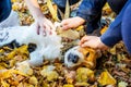 The little dog of breeds an Estonian hound lying on an autumn leafs and children`s hands caress its_