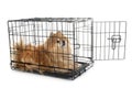 Little dog in cage Royalty Free Stock Photo