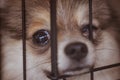 little dog with big eyes is in the cage. Royalty Free Stock Photo