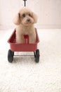 Little Dog in Car toy Royalty Free Stock Photo