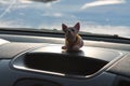 Little dog Chihuahua. Best friend. Toy Chihuahua in the car. Royalty Free Stock Photo