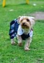 Little dog with dress Royalty Free Stock Photo