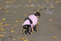 Little dog dressed on a fall walk