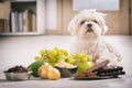 Little dog and food toxic to him