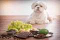 Little dog and food toxic to him Royalty Free Stock Photo