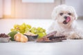 Little dog and food toxic to him Royalty Free Stock Photo