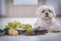 Little dog and food toxic to him Royalty Free Stock Photo