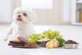 Little dog and food toxic to him Royalty Free Stock Photo