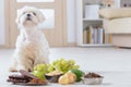 Little dog and food toxic to him Royalty Free Stock Photo