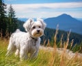 A little dog on grass against a mountainous backdrop, cute domestic pet image