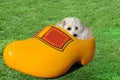 Little dog hidden in a giant clog