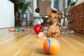 Little dog at home in the living room playing with his toys Royalty Free Stock Photo