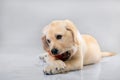Labrador dog playing with his toys on grey background. puppy is teething
