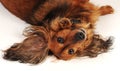Little dog laying on back Royalty Free Stock Photo